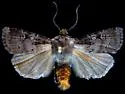 Agrotis buchholzi - Hodges#10654