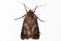 Agrotis buchholzi - Hodges#10654 - photo 2