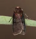 Agrotis buchholzi - Hodges#10654 - photo 3