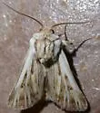 Agrotis daedalus - Hodges#10642