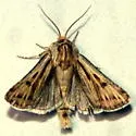 Agrotis daedalus - Hodges#10642 - photo 2