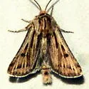 Agrotis daedalus - Hodges#10642 - photo 3