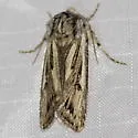 Agrotis daedalus - Hodges#10642 - photo 4