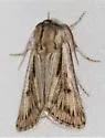 Agrotis daedalus - Hodges#10642 - photo 5
