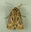 Agrotis gravis - Hodges#10653 - photo 2