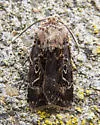 Agrotis gravis - Hodges#10653 - photo 3