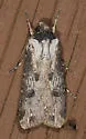 Rascal Dart - Hodges#10661 - Agrotis malefida