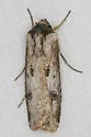 Rascal Dart - Hodges#10661 - photo 2