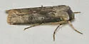Rascal Dart - Hodges#10661 - photo 3