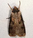 Rascal Dart - Hodges#10661 - photo 4