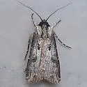 Rascal Dart - Hodges#10661 - photo 5