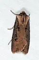 Agrotis obliqua - Hodges#10660 - photo 2
