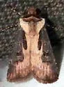 Agrotis obliqua - Hodges#10660 - photo 3