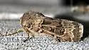 Pale Western Cutworm - Hodges#10645