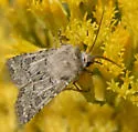 Pale Western Cutworm - Hodges#10645 - photo 2
