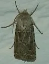 Pale Western Cutworm - Hodges#10645 - photo 3