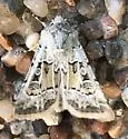 Pale Western Cutworm - Hodges#10645 - photo 4