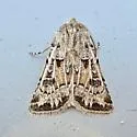 Pale Western Cutworm - Hodges#10645 - photo 5