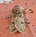 Agrotis rileyana - Hodges#10669 - Agrotis rileyana