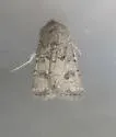 Agrotis rileyana - Hodges#10669 - photo 3