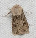 Agrotis rileyana - Hodges#10669 - photo 4