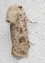 Agrotis rileyana - Hodges#10669 - photo 5