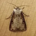 Agrotis stigmosa - Hodges#10658 - Agrotis stigmosa