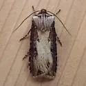 Agrotis stigmosa - Hodges#10658 - photo 2