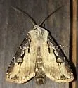 Agrotis stigmosa - Hodges#10658 - photo 4