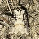 Agrotis stigmosa - Hodges#10658 - photo 5