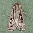 Agrotis striata - Hodges#10642.1 - photo 2