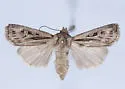 Agrotis striata - Hodges#10642.1 - photo 3