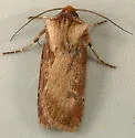 Agrotis vancouverensis - Hodges#10652