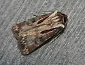 Agrotis vancouverensis - Hodges#10652 - photo 2