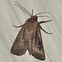 Agrotis vancouverensis - Hodges#10652 - photo 3