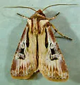 Agrotis vancouverensis - Hodges#10652 - photo 4