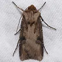 Agrotis vancouverensis - Hodges#10652 - photo 5
