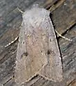 Old Man Dart - Hodges#10641