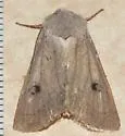 Old Man Dart - Hodges#10641 - photo 3