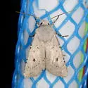 Old Man Dart - Hodges#10641 - photo 4