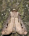 Voluble Dart - Hodges#10659