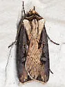 Voluble Dart - Hodges#10659 - photo 4