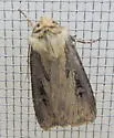 Voluble Dart - Hodges#10659 - photo 5