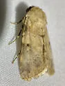 Agrotisia evelinae - Hodges#9586 - photo 2