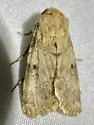 Agrotisia evelinae - Hodges#9586 - photo 3