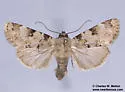 Agrotisia evelinae - Hodges#9586 - photo 4