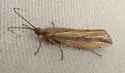 Agrypnia glacialis