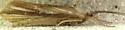 Agrypnia glacialis - photo 2