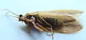 Agrypnia glacialis - photo 3
