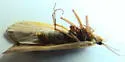 Agrypnia glacialis - photo 4